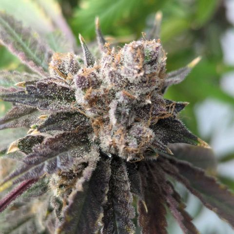 Moroccan Girl Scout Cookies  growlog timeline photo