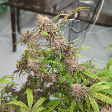 Moroccan Girl Scout Cookies  growlog timeline photo