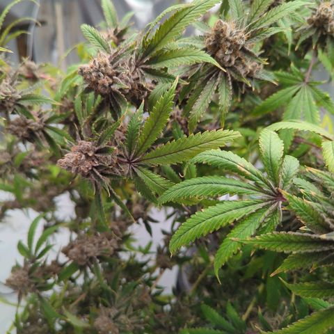 Moroccan Girl Scout Cookies  growlog timeline photo