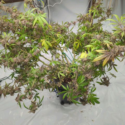 Moroccan Girl Scout Cookies  growlog timeline photo