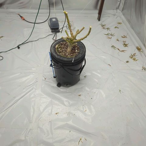 Moroccan Girl Scout Cookies  growlog photo: Harvested