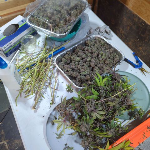 Moroccan Girl Scout Cookies  growlog timeline photo