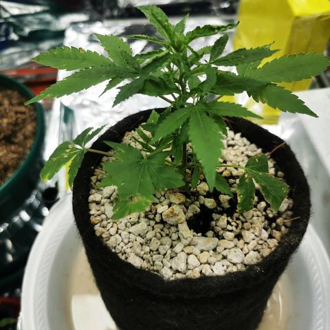 Black Kush 98 growlog photo: Trasplante de vaso a matera 3 ltrs