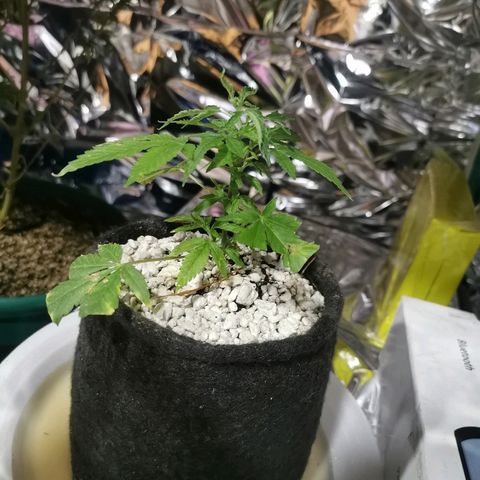 Black Kush 98 growlog timeline photo