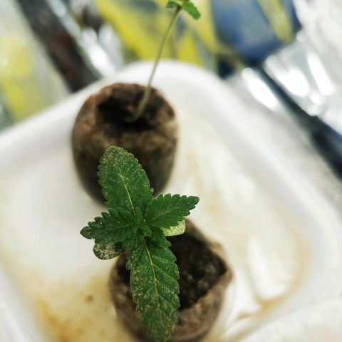 Gorilla Glue #4 growlog timeline photo