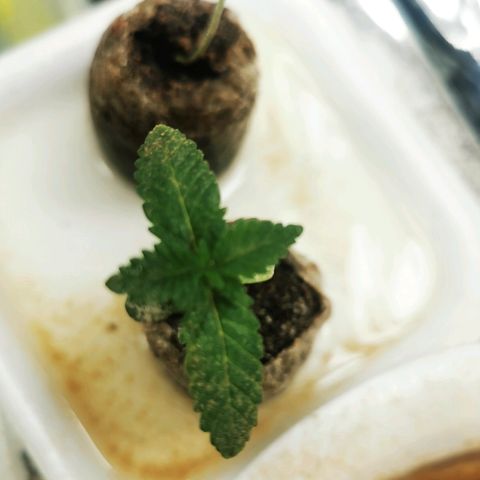 Gorilla Glue #4 growlog timeline photo
