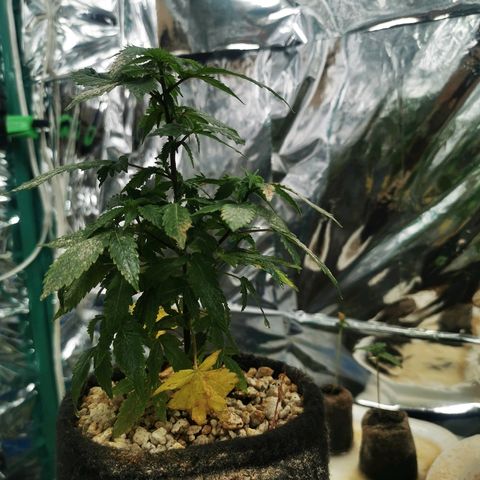 Black Kush 98 growlog timeline photo