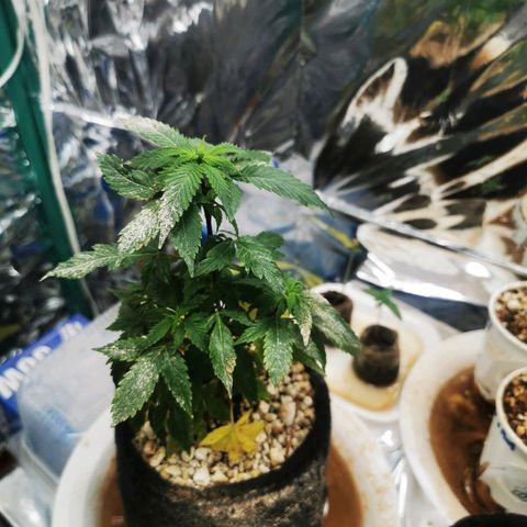 Black Kush 98 growlog timeline photo