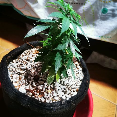 Black Kush 98 growlog timeline photo