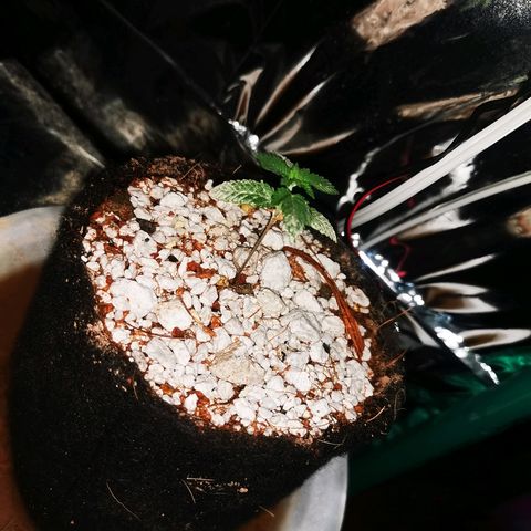 Gorilla Glue #4 growlog timeline photo