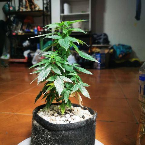 Black Kush 98 growlog timeline photo