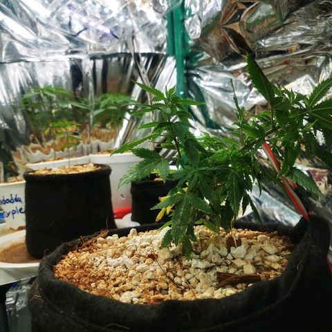 Black Kush 98 growlog timeline photo