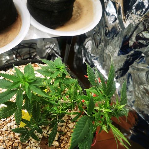 Black Kush 98 growlog timeline photo