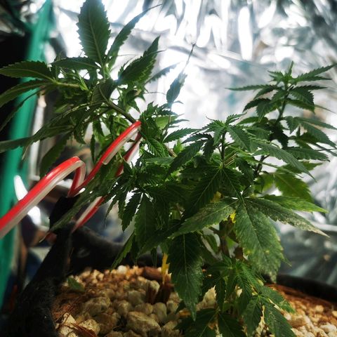 Black Kush 98 growlog timeline photo