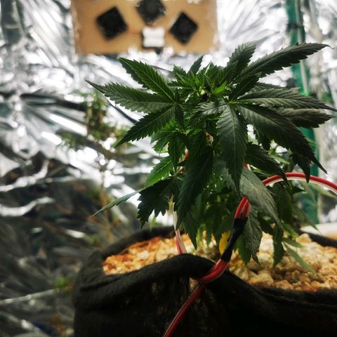 Black Kush 98 growlog timeline photo