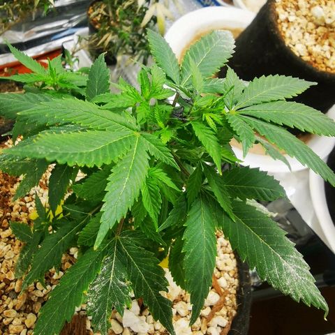 Black Kush 98 growlog timeline photo