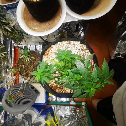 Black Kush 98 growlog photo: Lst