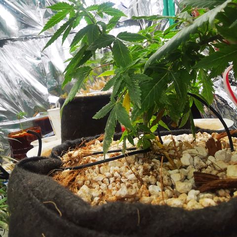 Black Kush 98 growlog photo: Lst