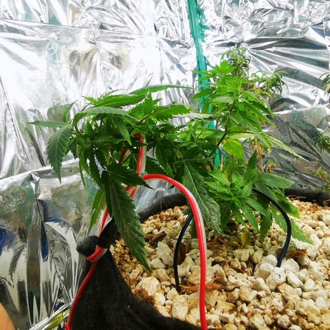 Black Kush 98 growlog photo: Lst