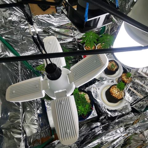 Gorilla Glue #4 growlog photo: Adicción de luz 45 w
