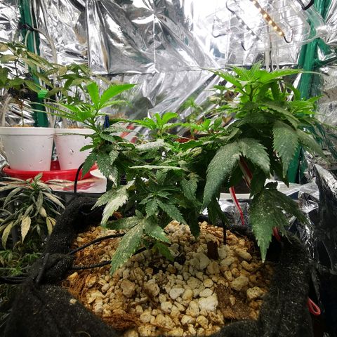 Black Kush 98 growlog timeline photo