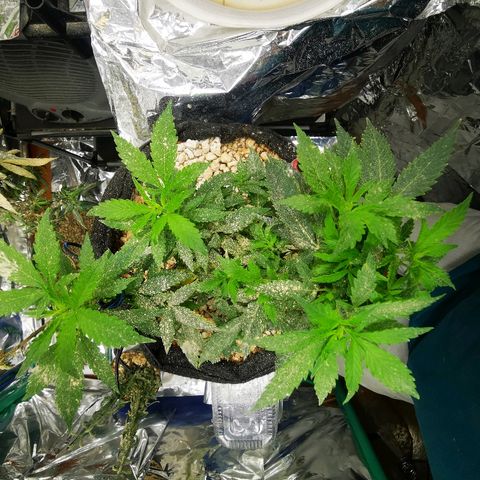 Black Kush 98 growlog timeline photo