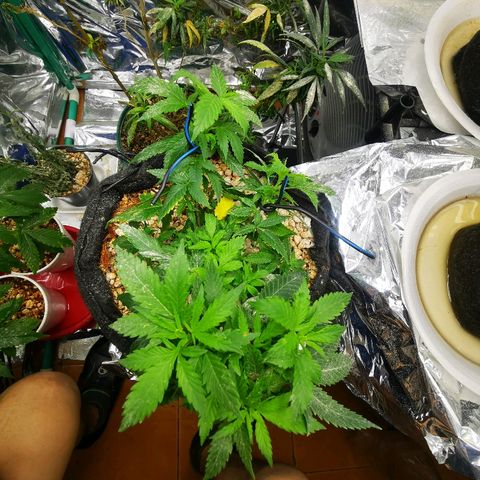 Black Kush 98 growlog photo: Solté un brazo y amarré otro, corregí uno 