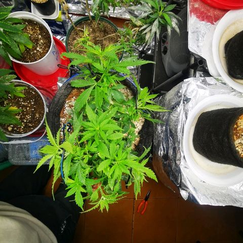 Black Kush 98 growlog timeline photo