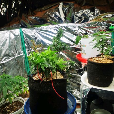 Gorilla Glue #4 growlog photo: Antes de green xplosion 