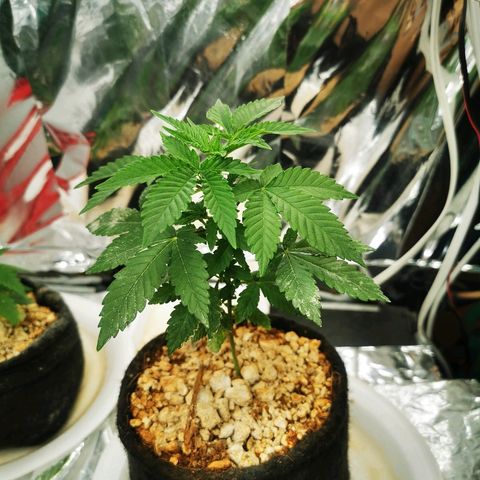 Gorilla Glue #4 growlog photo: Antes de green xplosion 