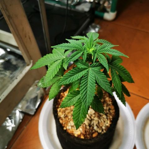 Gorilla Glue #4 growlog timeline photo