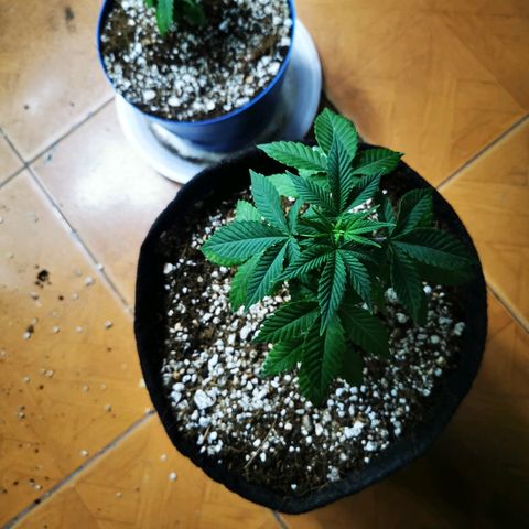 Gorilla Glue #4 growlog timeline photo