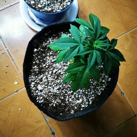 Gorilla Glue #4 growlog timeline photo