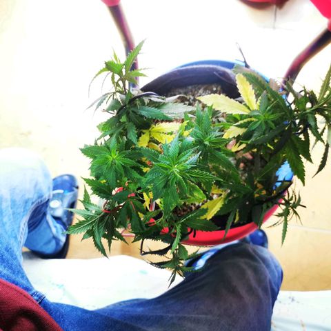 Black Kush 98 growlog photo: Arreglo LST 