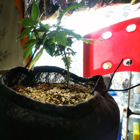 Gorilla Glue #4 growlog photo: Inicio de LST 