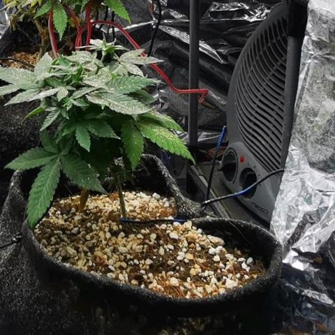 Gorilla Glue #4 growlog timeline photo