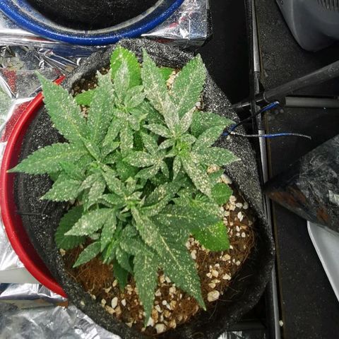 Gorilla Glue #4 growlog timeline photo