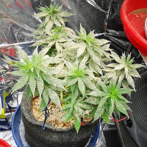 Black Kush 98 growlog timeline photo