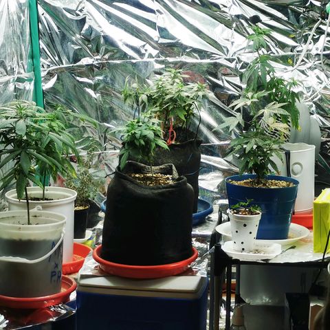 Gorilla Glue #4 growlog timeline photo