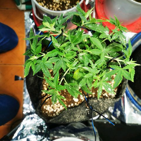 Gorilla Glue #4 growlog photo: LST, 5 amarres 