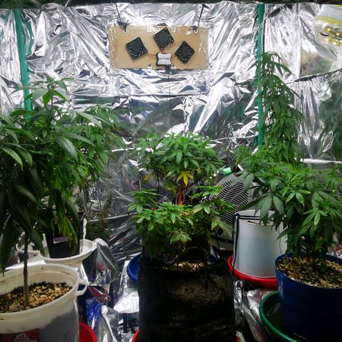 Gorilla Glue #4 growlog photo: Cerca a cambiar fotoperiodo 