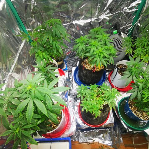 Gorilla Glue #4 growlog photo: Cerca a cambiar fotoperiodo 