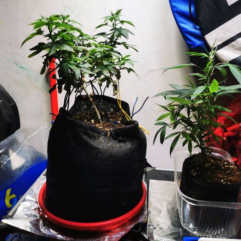 Gorilla Glue #4 growlog timeline photo