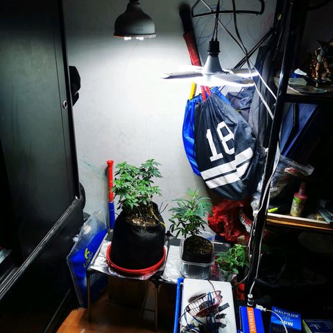 Gorilla Glue #4 growlog timeline photo