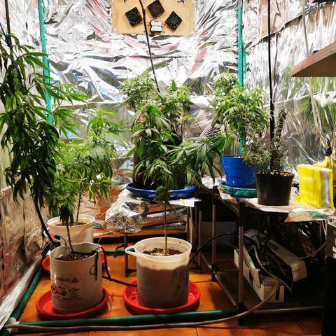 Black Kush 98 growlog photo: Paso a floración con reflectores led 