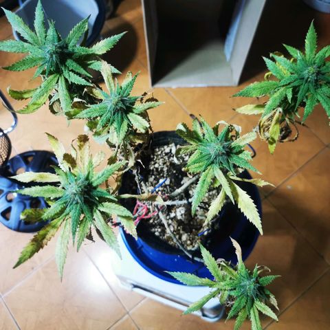 Black Kush 98 growlog photo: Corte forzado por araña roja 