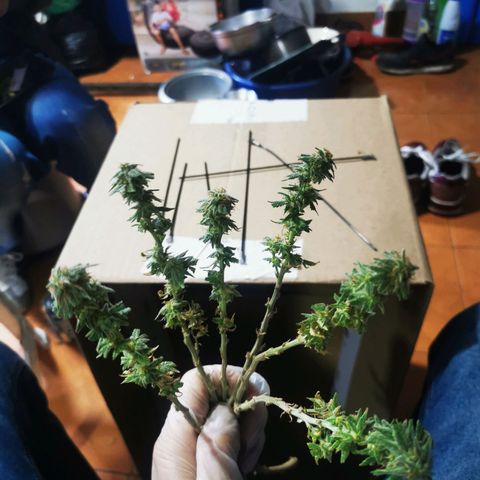 Black Kush 98 growlog photo: Corte forzado por araña roja 