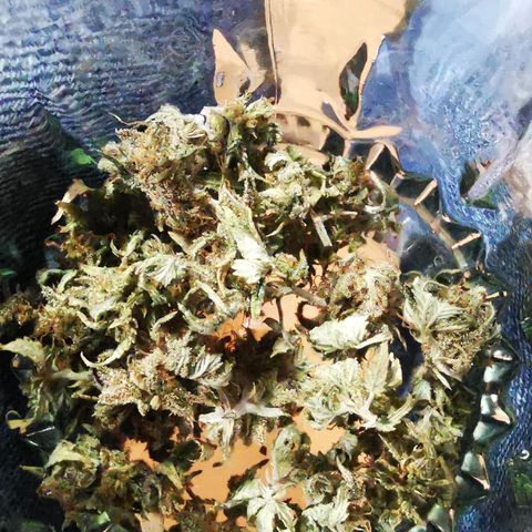 Black Kush 98 growlog photo: Cosecha 😢