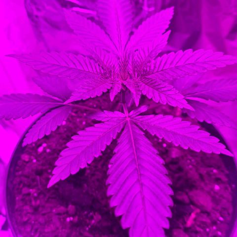 PURPLE KUSH  growlog timeline photo