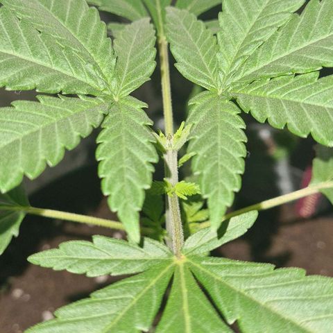 PURPLE KUSH  growlog photo: Topping erfolgreich 
Pflanze bildet neu tribe